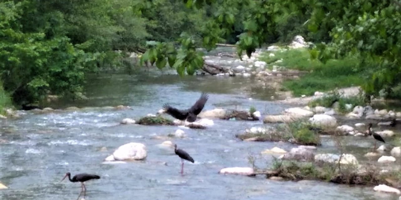 Karaleylekler Kanlıçay’ı mesken tuttu
