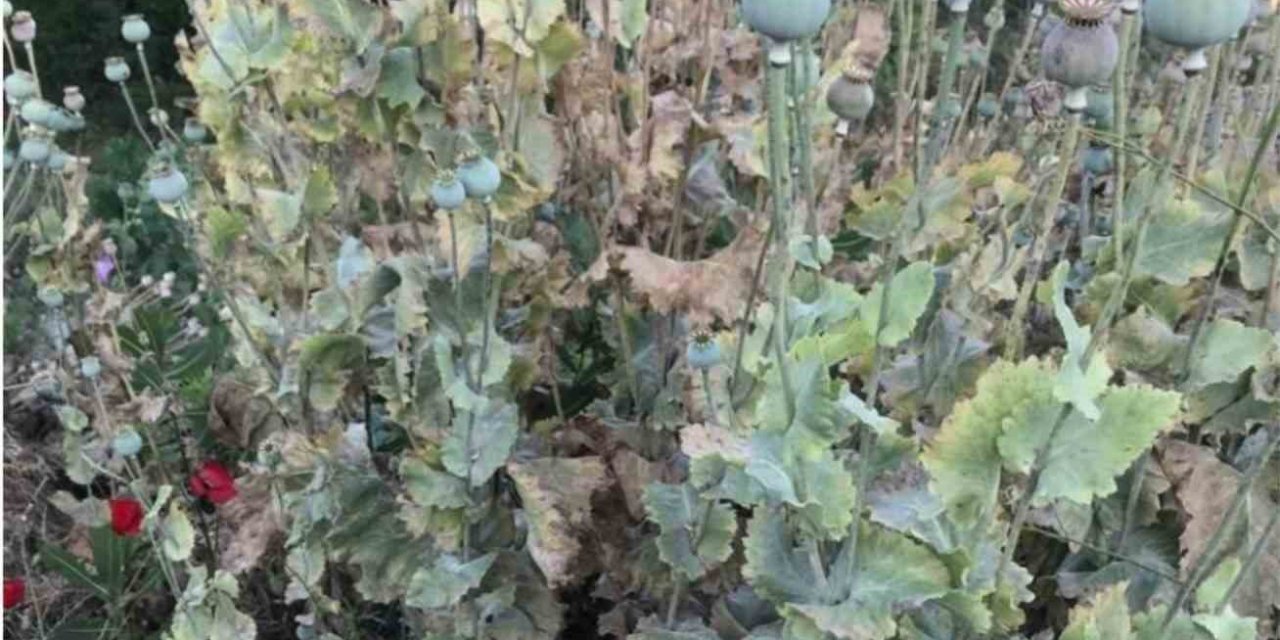 Yasadışı ekime Jandarma baskını