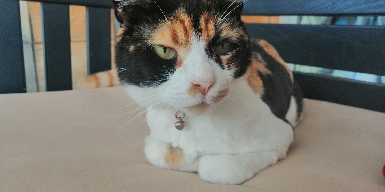 Hayvanseverlerden, turizm sezonunda evcil hayvan sahiplenme uyarısı