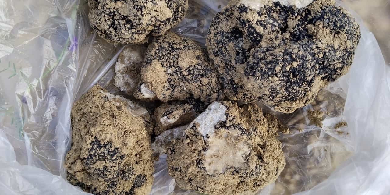 Belevi’nin dağlarından trüf fışkırıyor