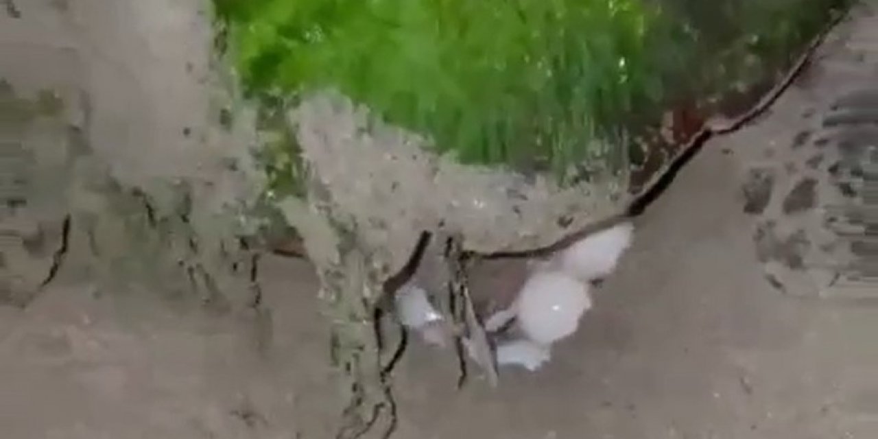 Didim “Caretta Caretta”ların yeni yuvası oldu