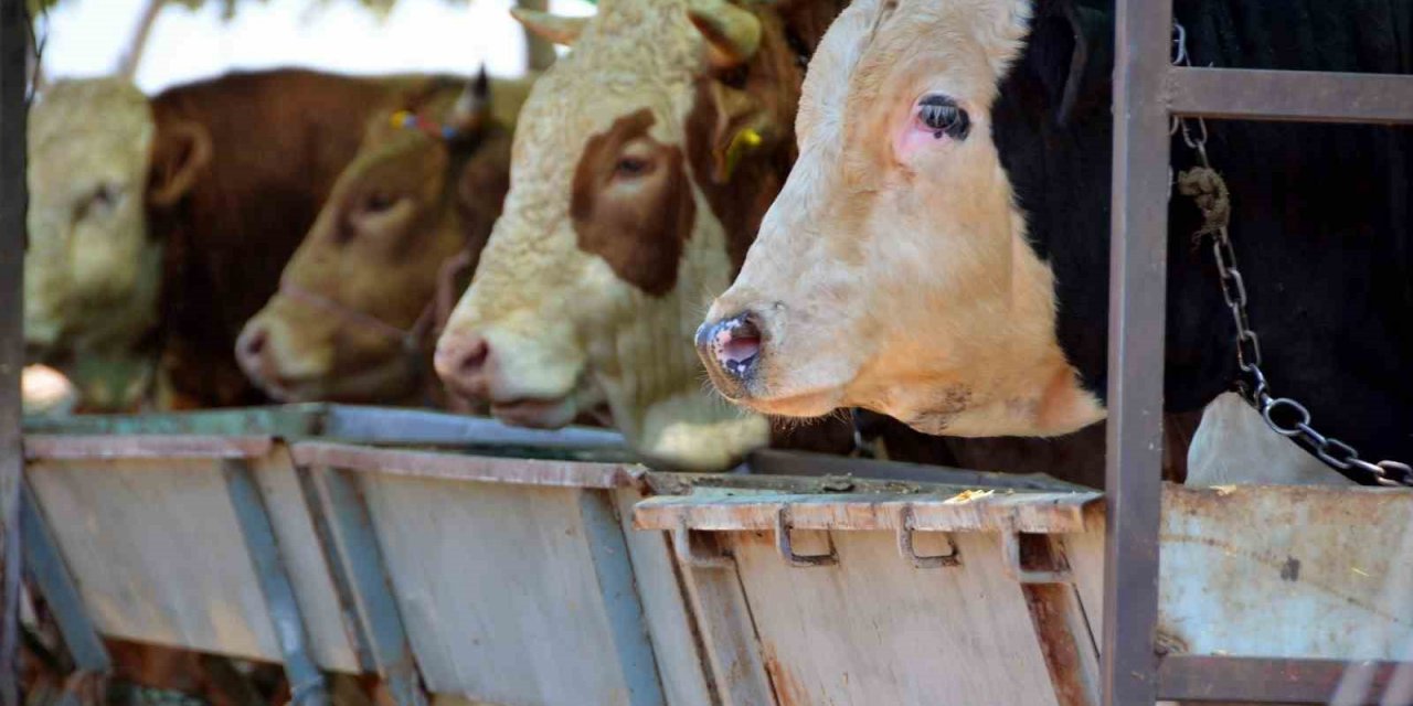 Aliağa’da kurbanlık kesim fiyatları açıklandı