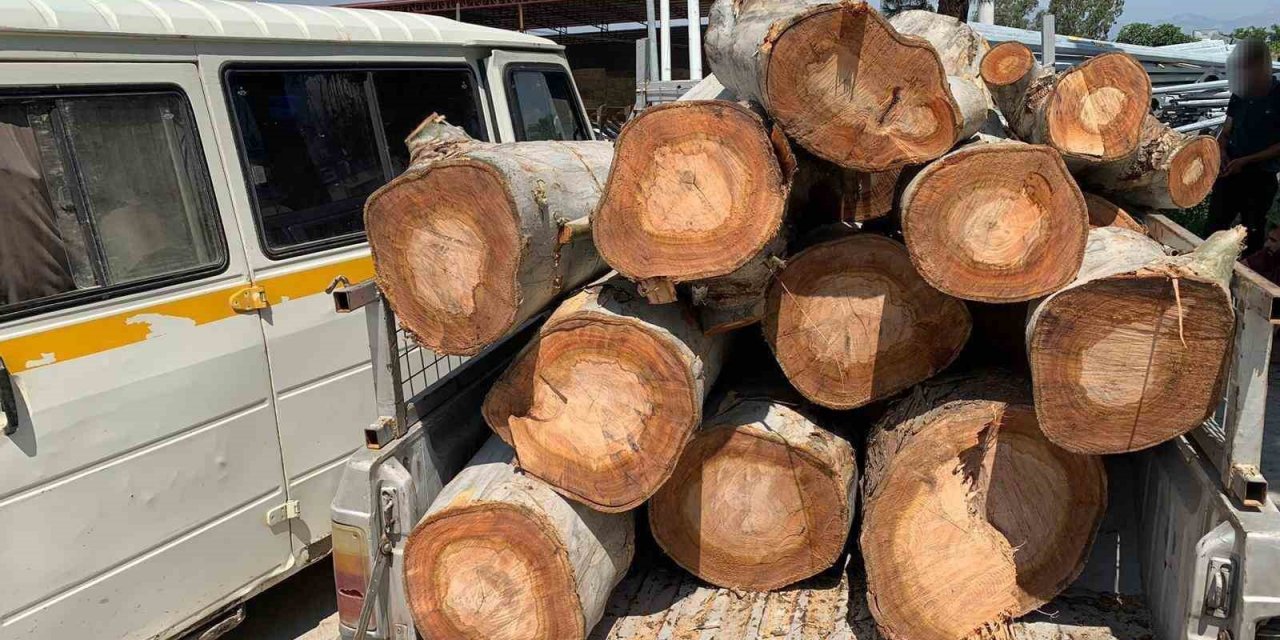 Kamu kurumuna ait 10 ton odunu çalarken yakalandılar