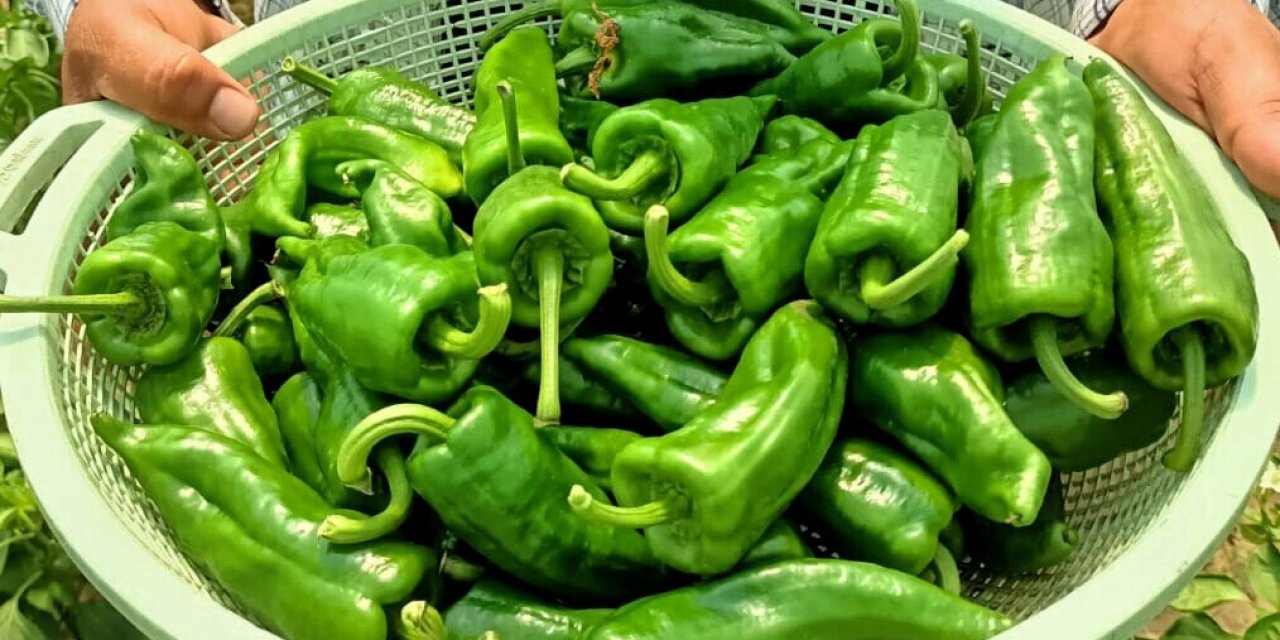 Ege’nin İsot’unda hasat başladı