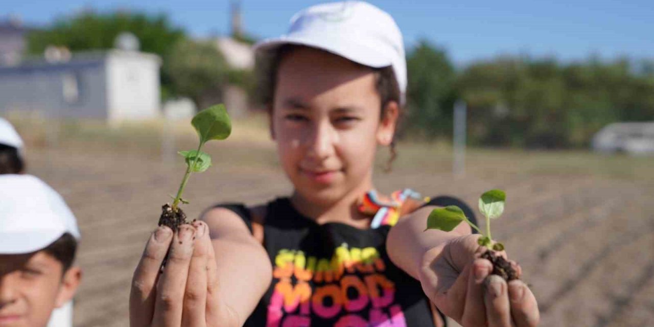 Ata tohumu ve lavantadan sonra ekinezya da Seferihisar tarımının yeni yıldızı olacak