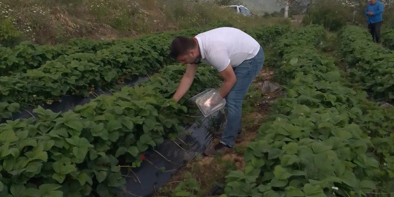 Aydın’da hasat öncesi çilek bahçeleri kontrol edildi