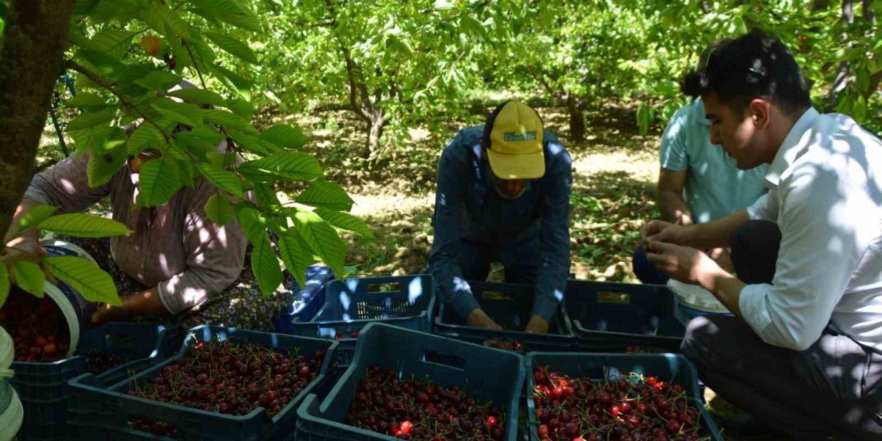 Selendi’de kiraz hasadı başladı