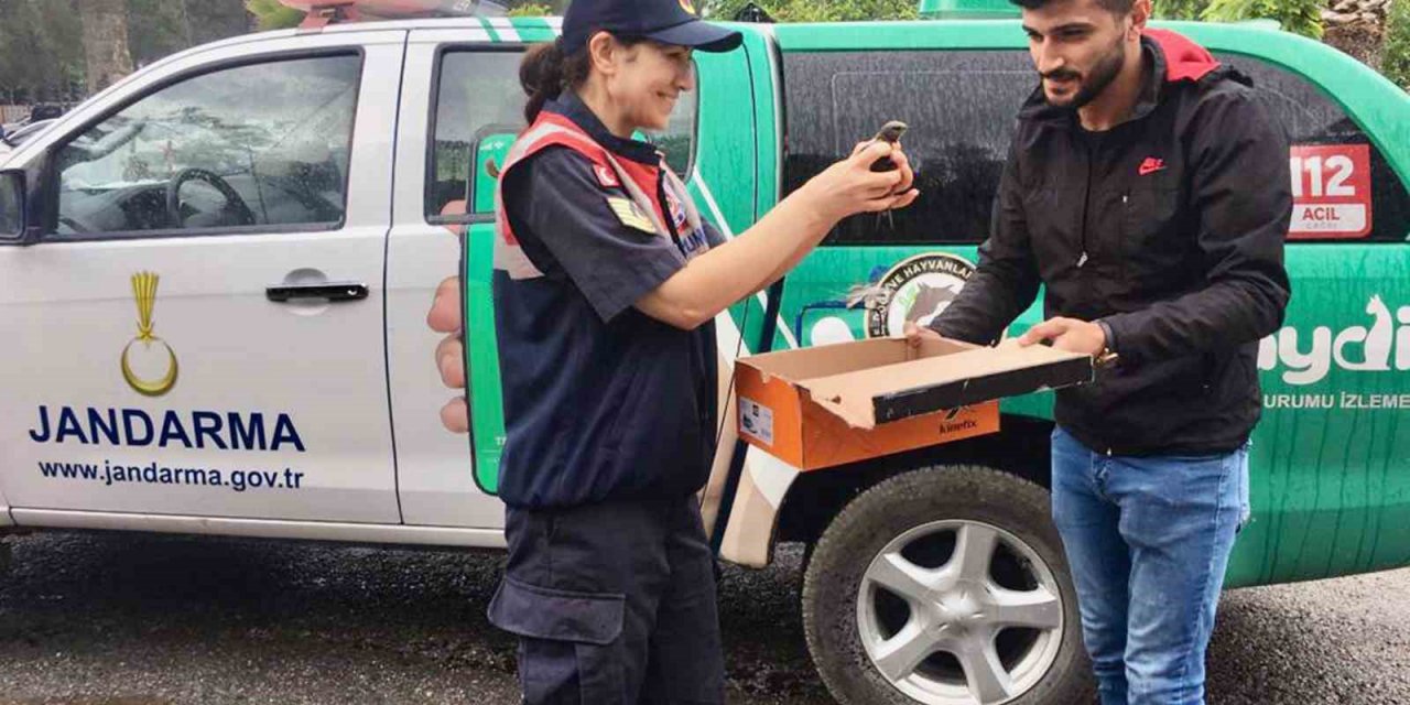 Yaralı Ebabil kuşu eve sığındı