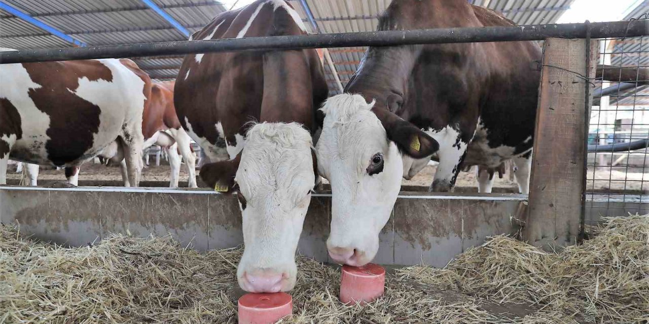 Denizli’de 646 bin hayvanın mineral ihtiyacı karşılanıyor