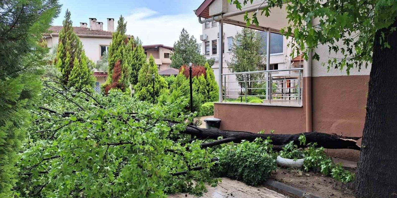 Köyceğiz’de yağışla birlikte etkili olan rüzgar ağaçları devirdi