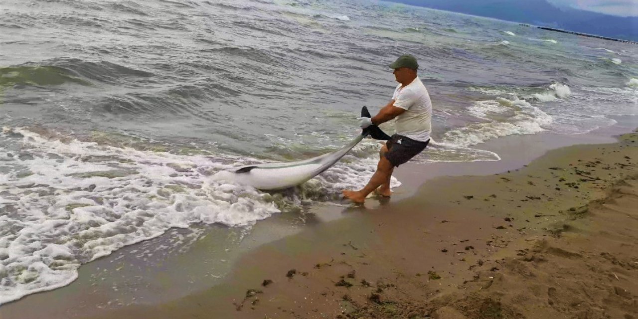 Kuşadası’nda yunus vakaları devam ediyor