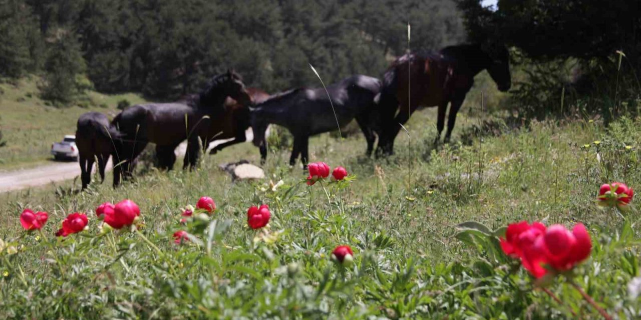 Çiçek açan şakayıkları koparan yandı: Cezası 244 bin 315 TL
