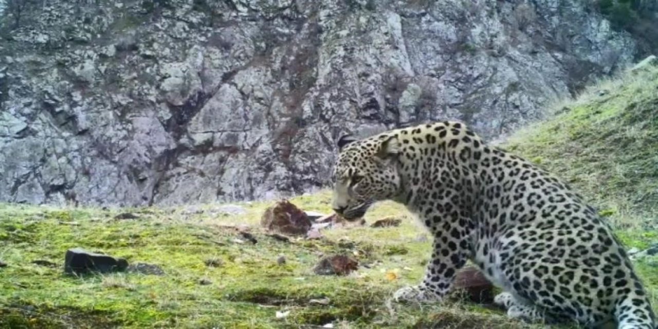 Aydın’da kurulu 100’ün üzerinde fotokapanla Anadolu Parsı aranıyor