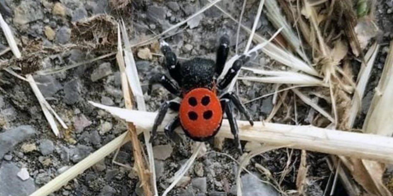 Aydın’da uğur böceği örümceği gündem oldu