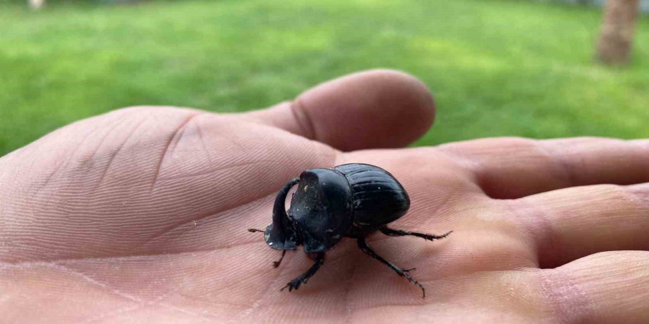 Dünyanın en güçlü böceği Manisa’da görüldü