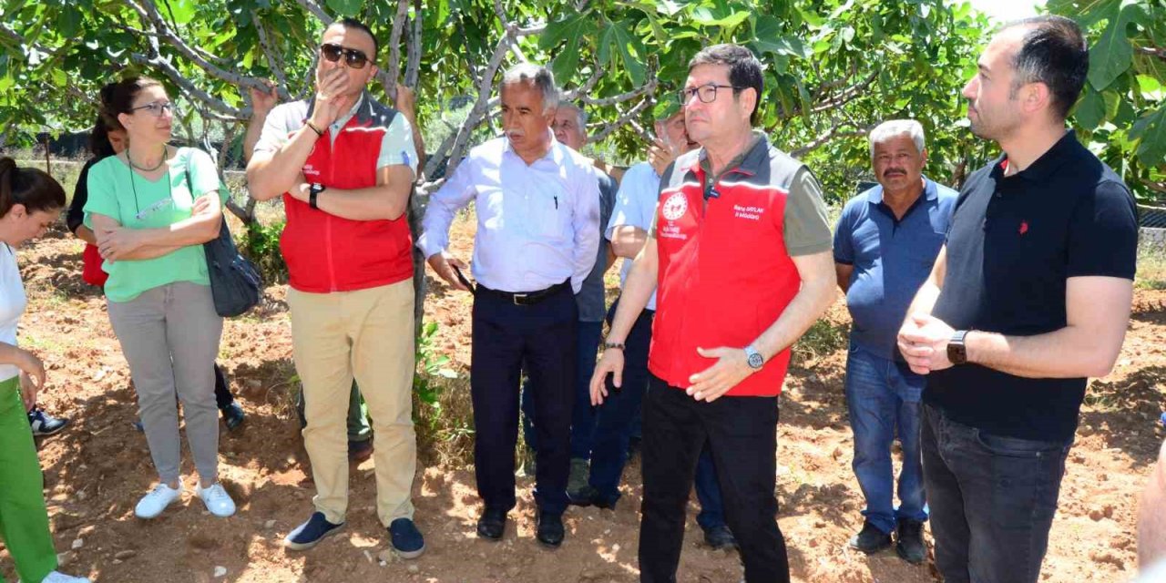 Fethiye’de incir üreticilerine uygulamalı eğitim