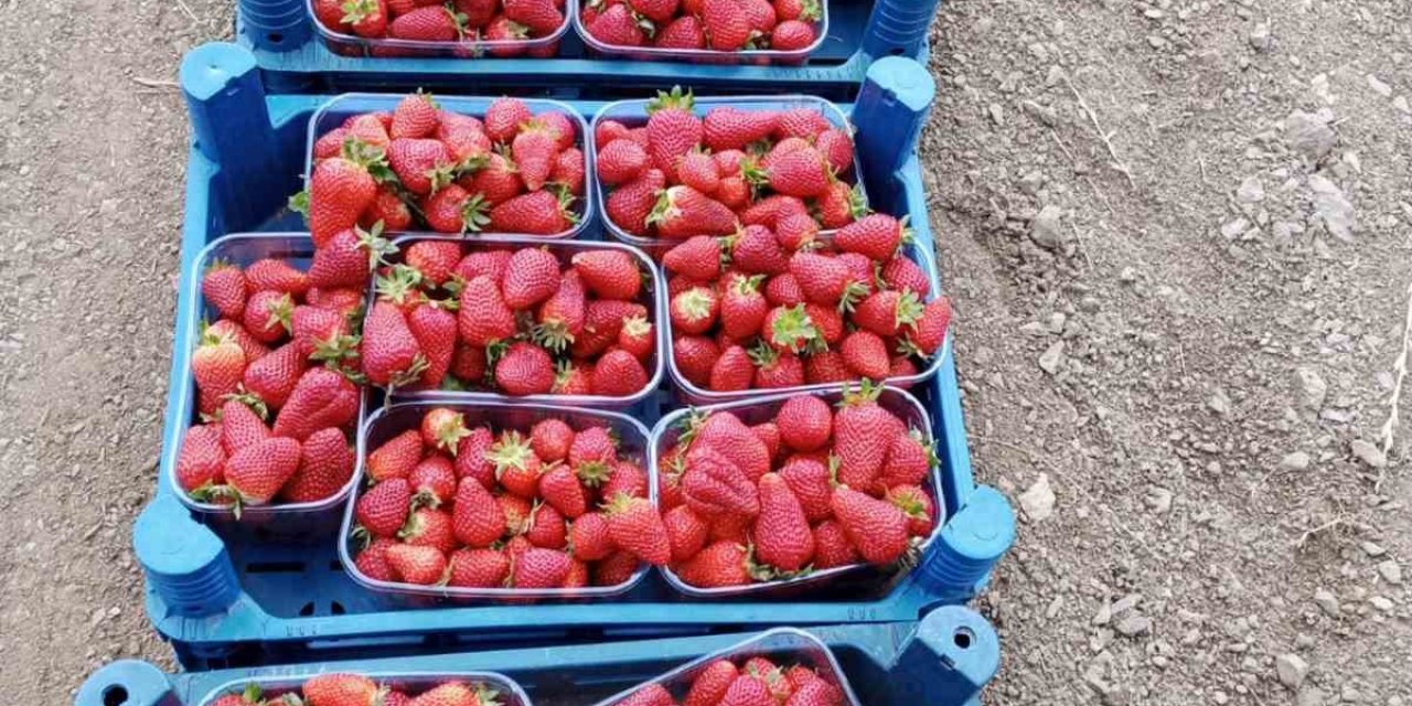 Muğla’nın çilekleri market raflarında