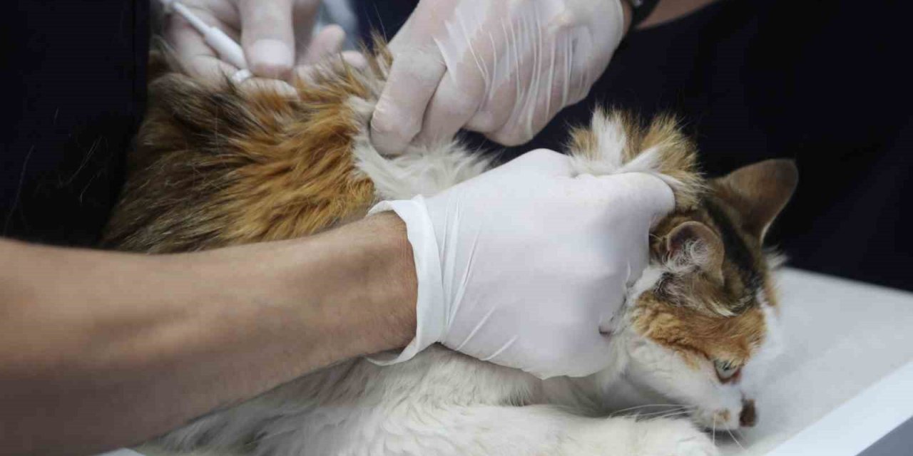 Bodrum Belediyesi’nden sokak hayvanlarına sağlık hizmeti