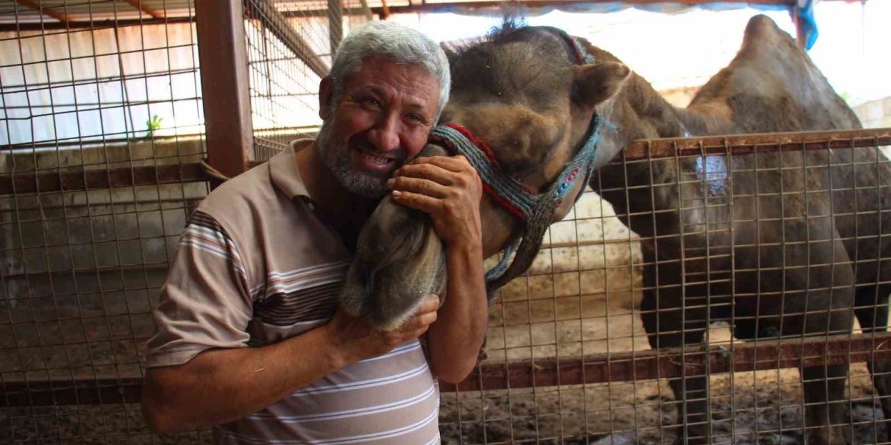 Otomobil fiyatına kurbanlık develer ’yok’ satıyor