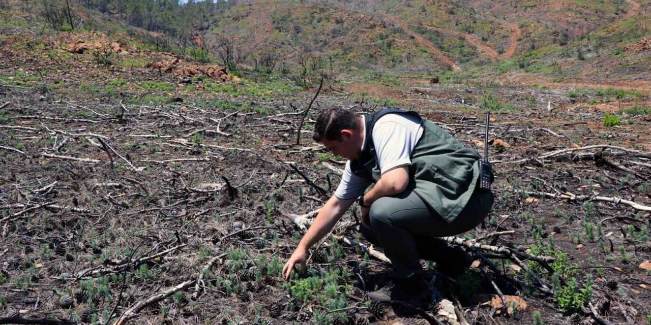Bir yıl önce alevlerin yuttuğu Bördübet küllerinden doğuyor