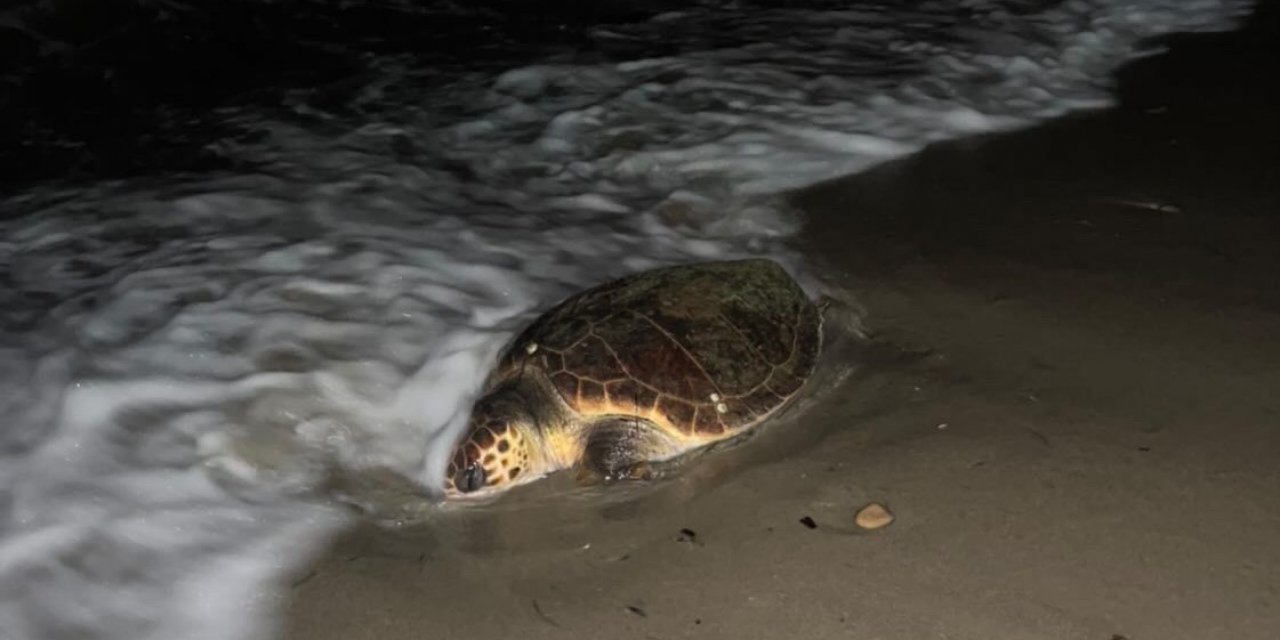 Kuşadası’nda sahilde caretta caretta türü deniz kaplumbağası ölü olarak bulundu