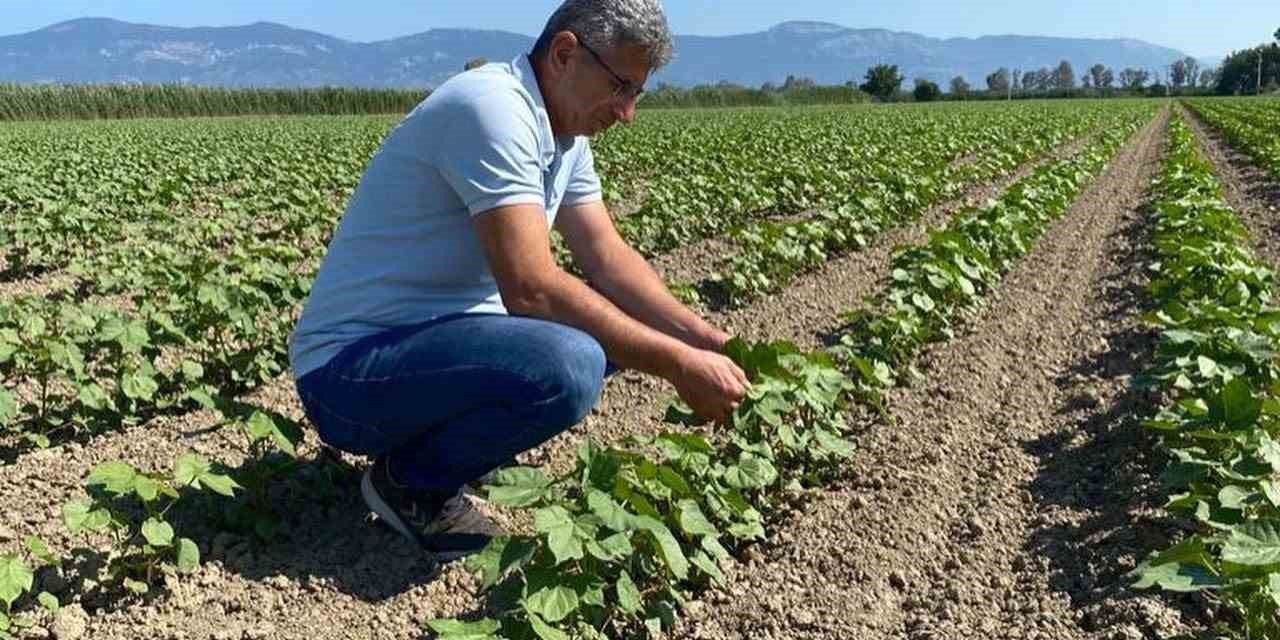 Didim’de pamuklar kontrol altında