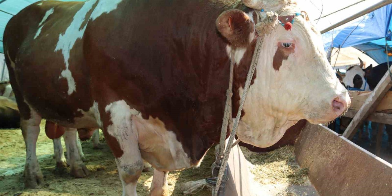 1 ton 650 kilogramlık "Vartolu" isimli dana araba fiyatına satıldı