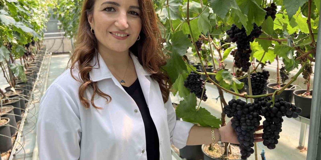 Manisa’da ilk üzüm hasadı topraksız tarımla yapıldı