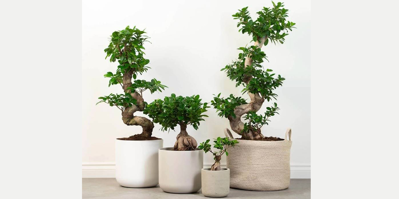 Şık ofisler için ofis bitkileri satın al