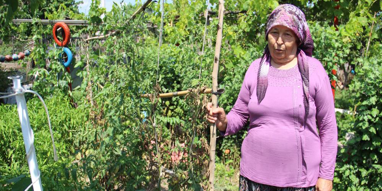 Yağışlı havalar domatesi vurdu