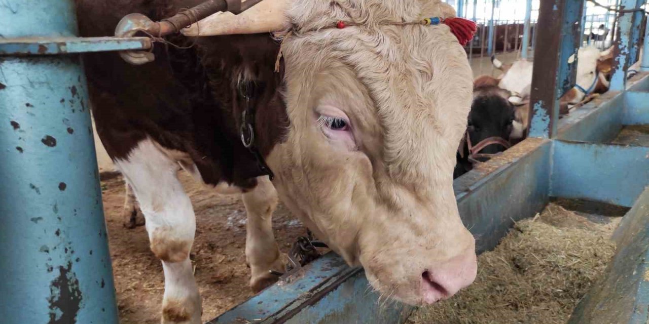 Kurban pazarında ümitler son güne kaldı