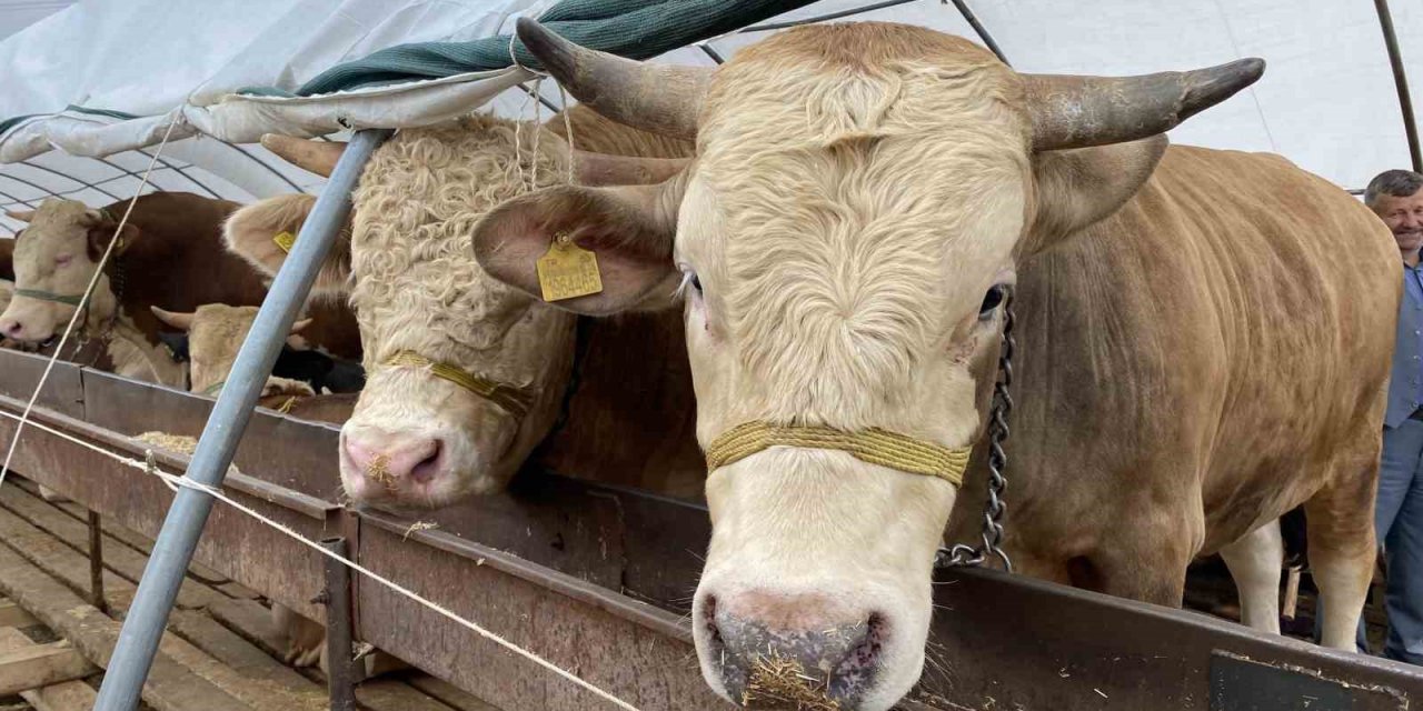 Denizli’ye kurbanda 34 bin hayvan girişi olacak