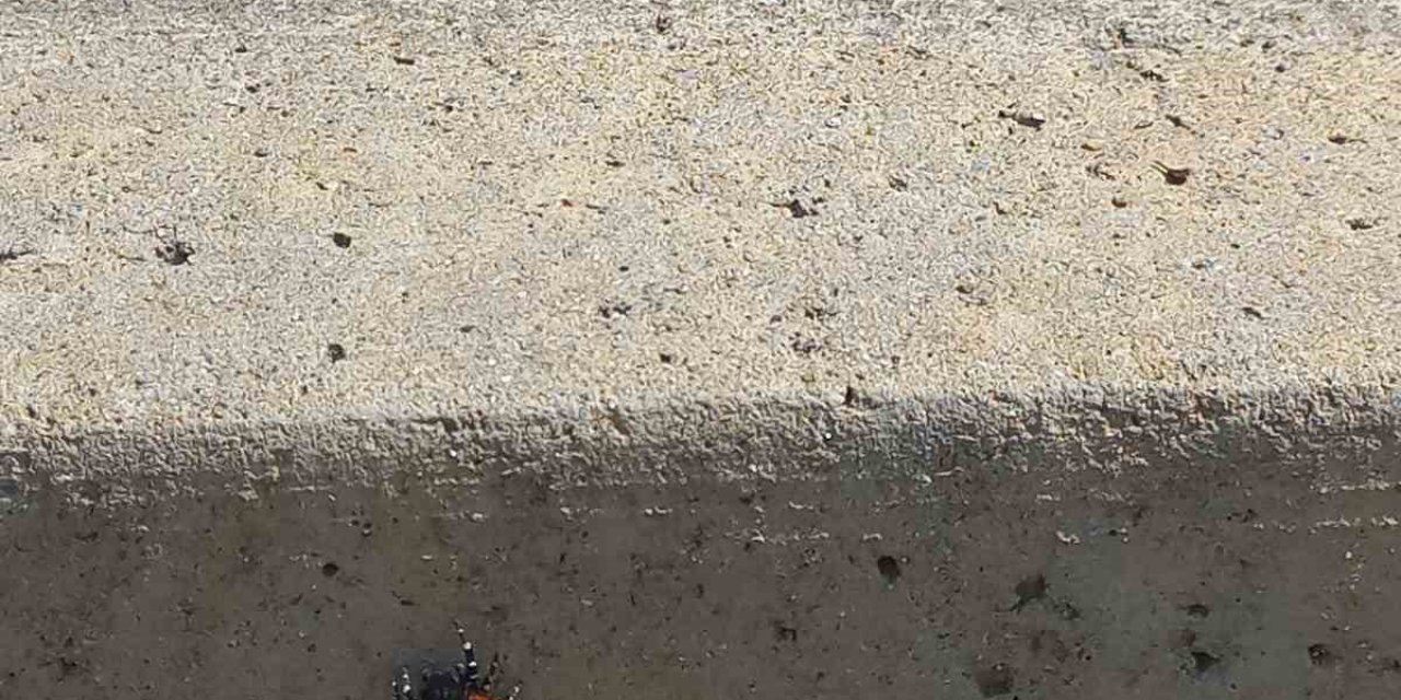 Efeler’de şehir merkezinde zehirli uğur böceği örümceği görüldü