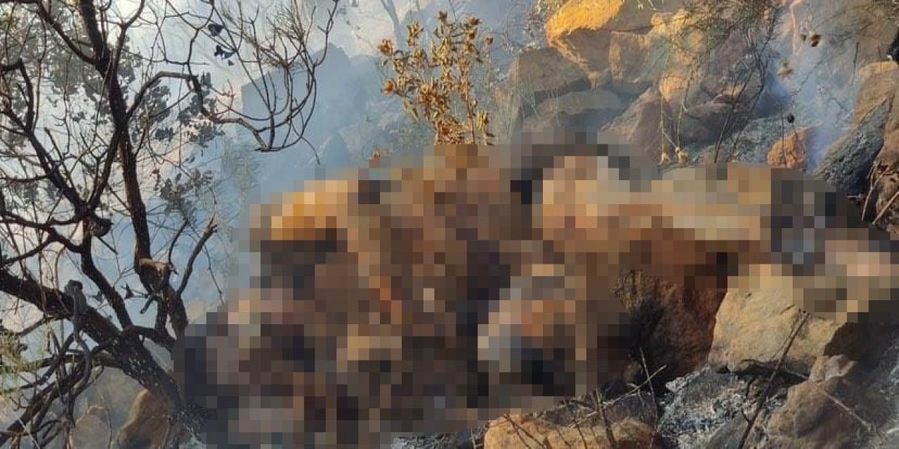 Orman yangınında bulunan ceset Belçika vatandaşı çıktı