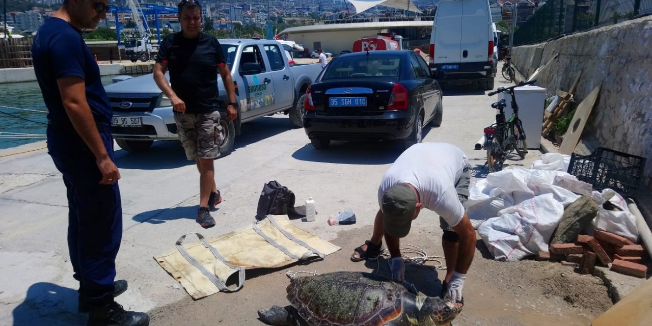 Kuşadası’nda deniz kaplumbağası ölü olarak bulundu