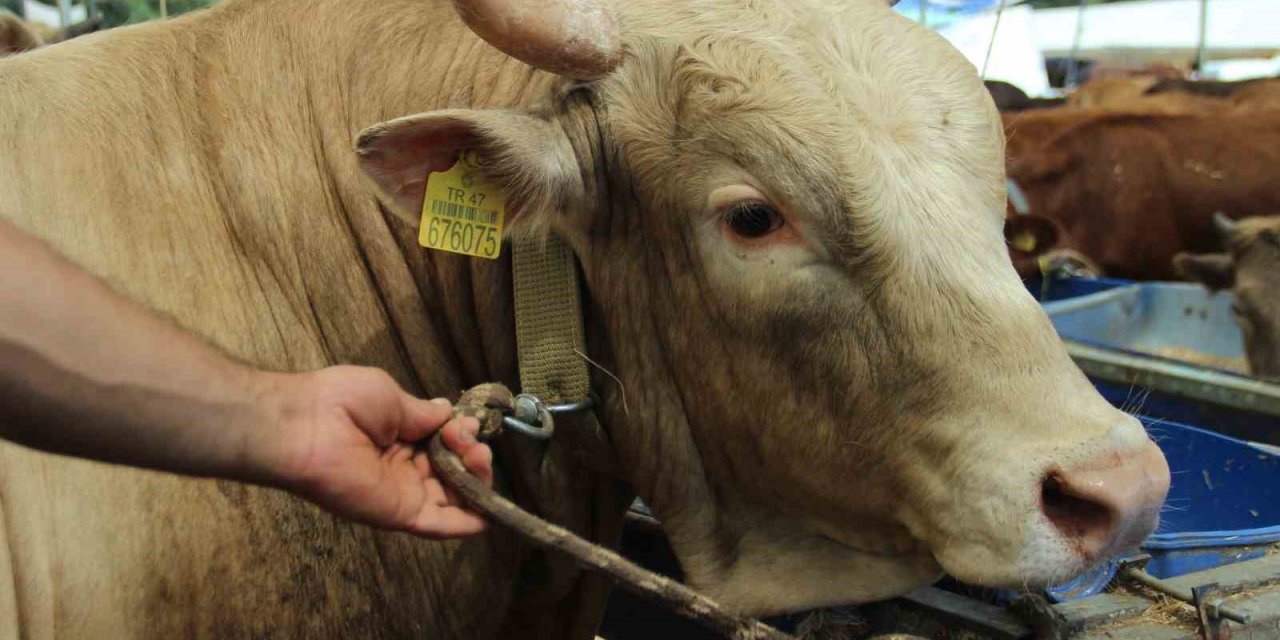 Kurbanlık büyükbaş hayvan seçerken nelere dikkat edilmeli