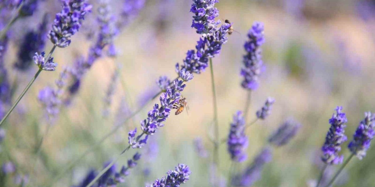 Merkezefendi’nin mor güzelliği
