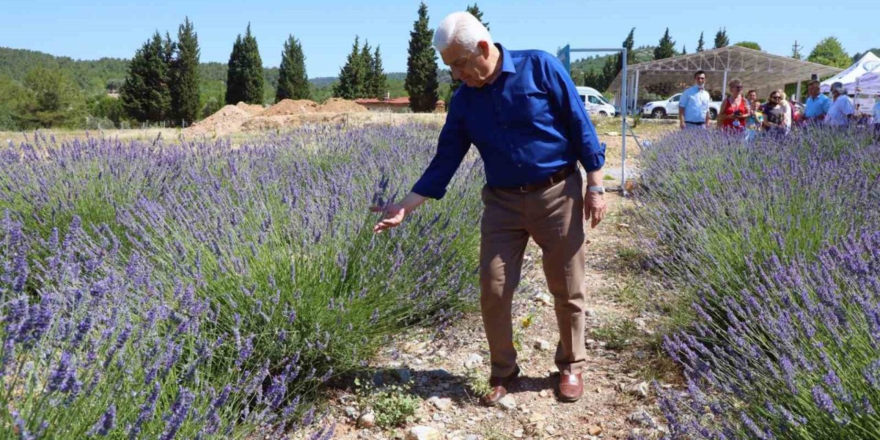 Büyükşehir Lavanta bahçesi ziyarete açılıyor