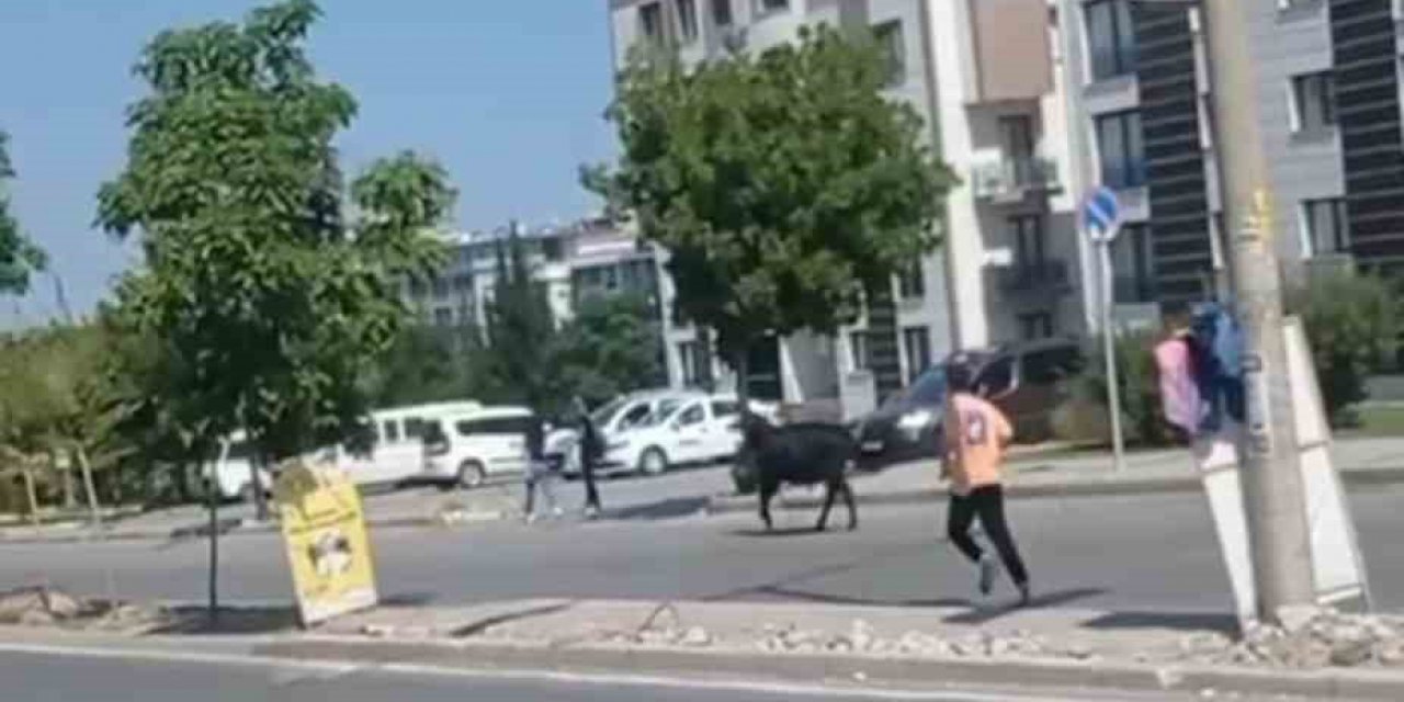 İzmir’de kurbanlık danalar kaçtı, sahipleri kovaladı
