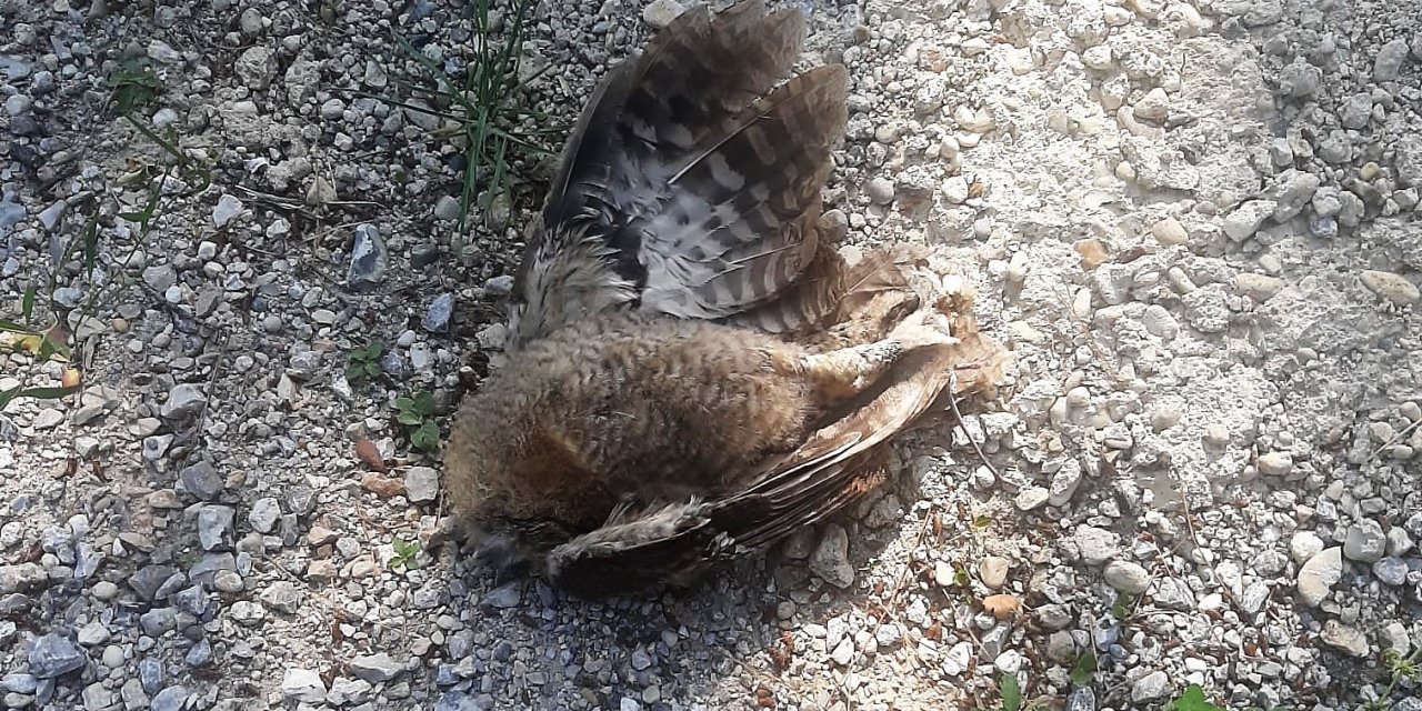 Baykuşları öldürüp yola attılar