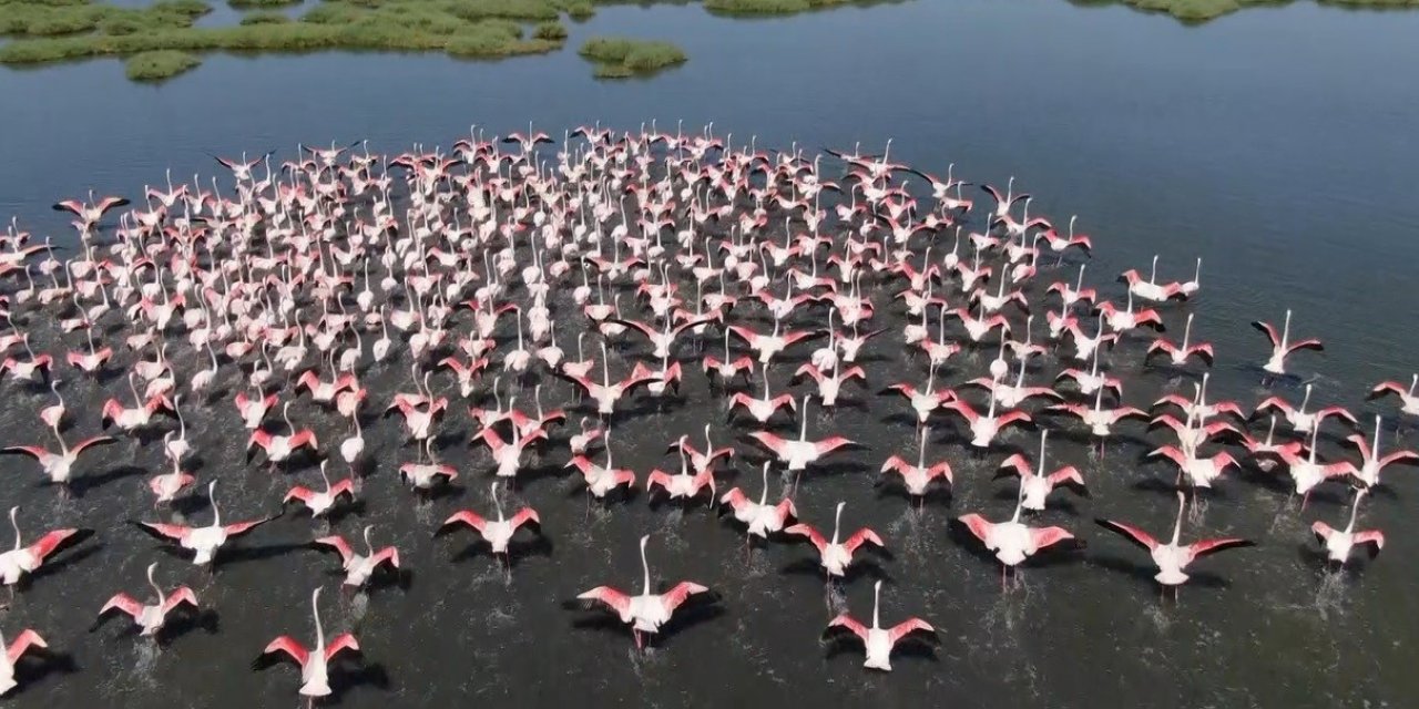 Gediz Deltası’nda allı turnalardan görsel şölen