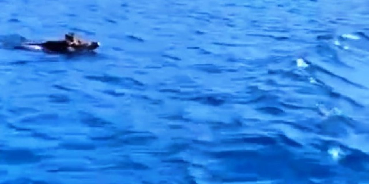 Bodrum’da yüzen domuz görenleri şaşırttı