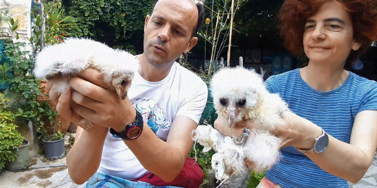 Yaralı halde bulunan peçeli baykuşlar, doğaya salınacağı günü bekliyor