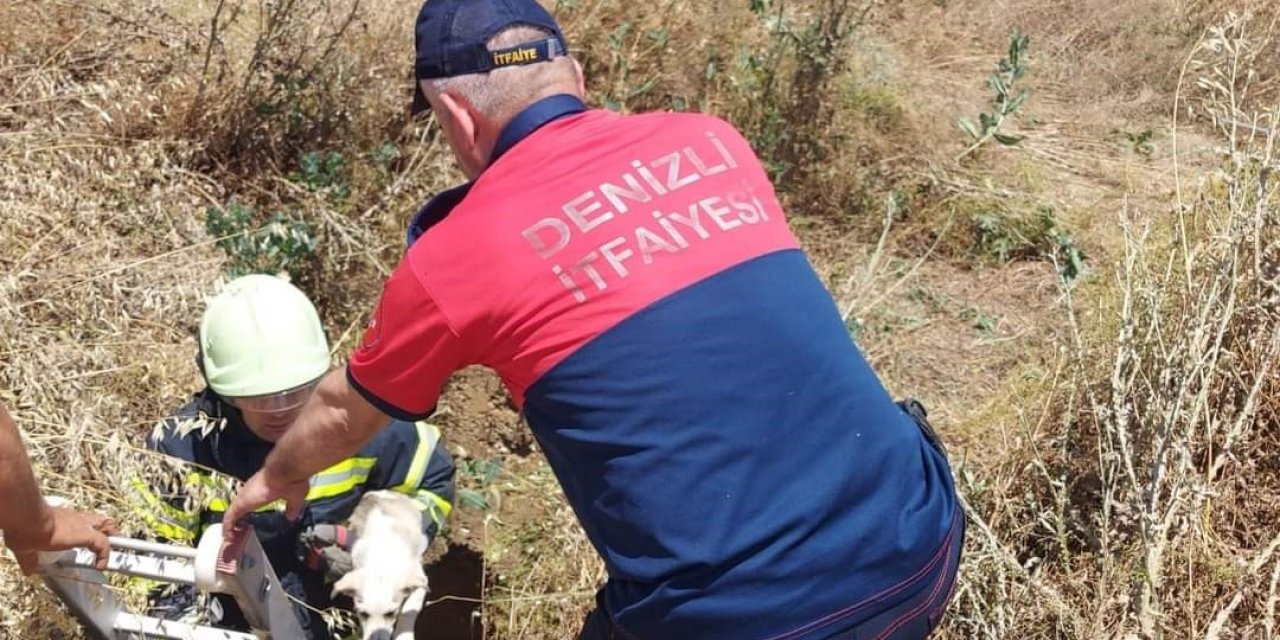 Arazideki kuyuya düşen köpek kurtarıldı