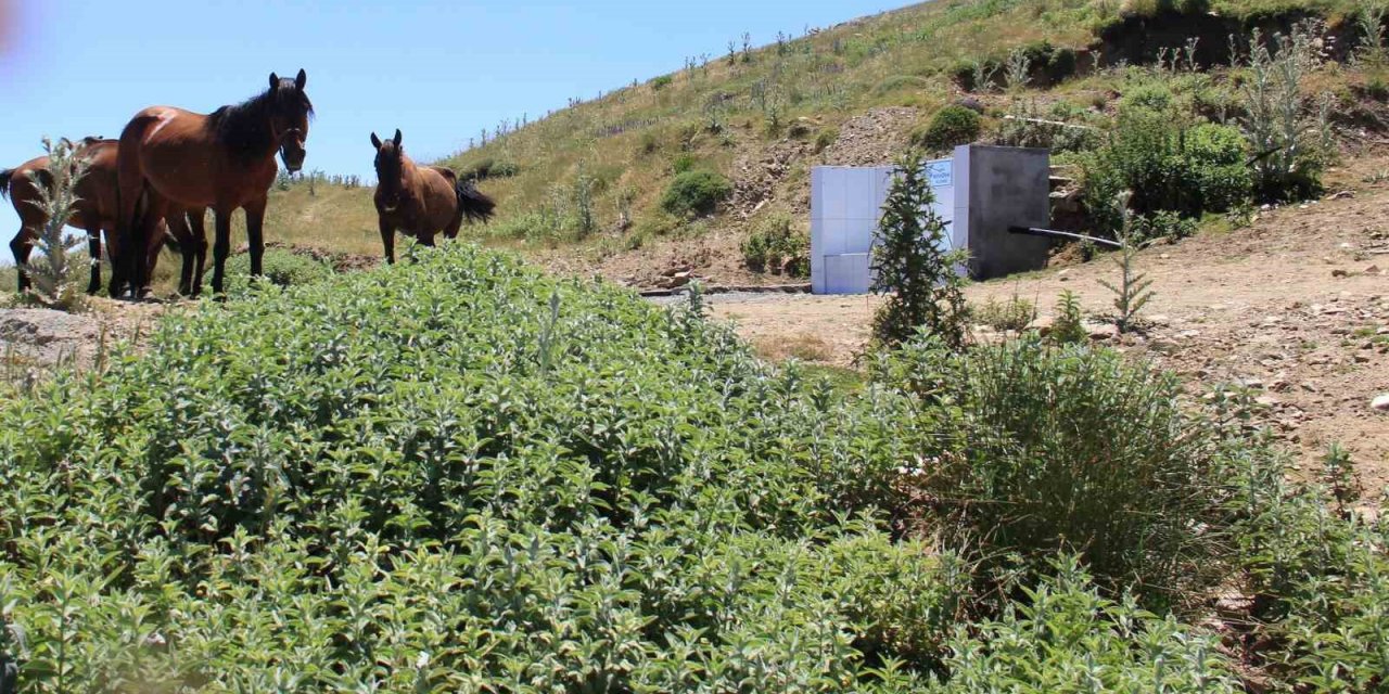 Karlık çeşmesi atların uğrak yeri oldu
