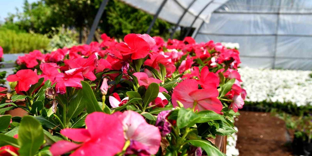 Söke çiçeklerle renkleniyor