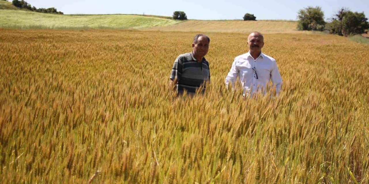 Kıraç topraklar için geliştirilen 2 yerli buğday tokumu yüzleri güldürdü