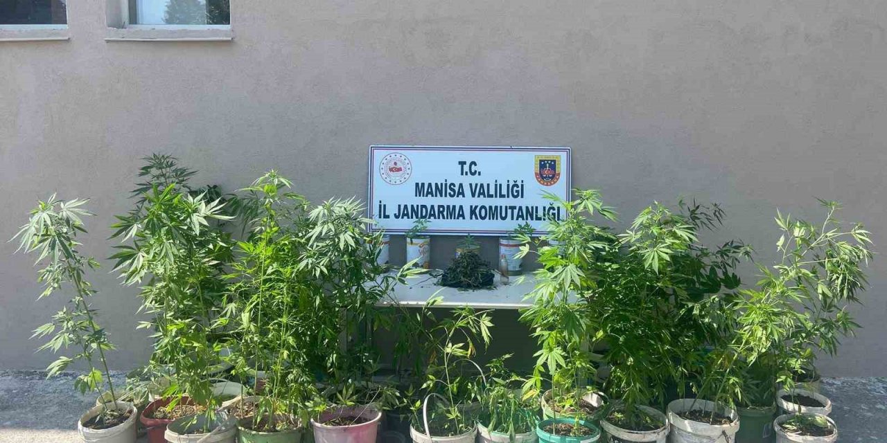 Manisa’da yasadışı kenevir ekenler jandarmaya yakalandı