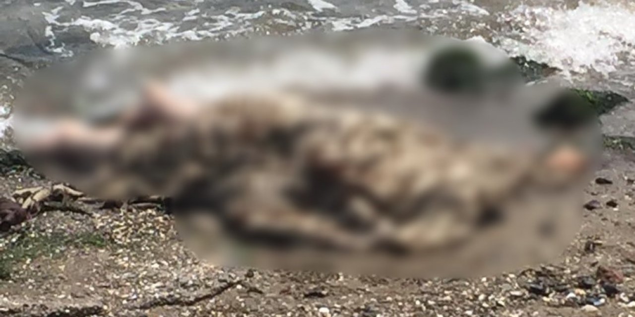 İzmir’de deniz kenarında erkek cesedi bulundu