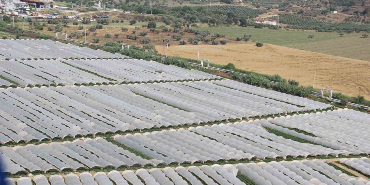 Aydın Ovası’nda çilek üretim alanları her geçen gün artıyor